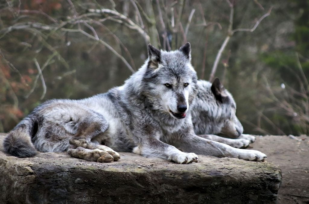 loups